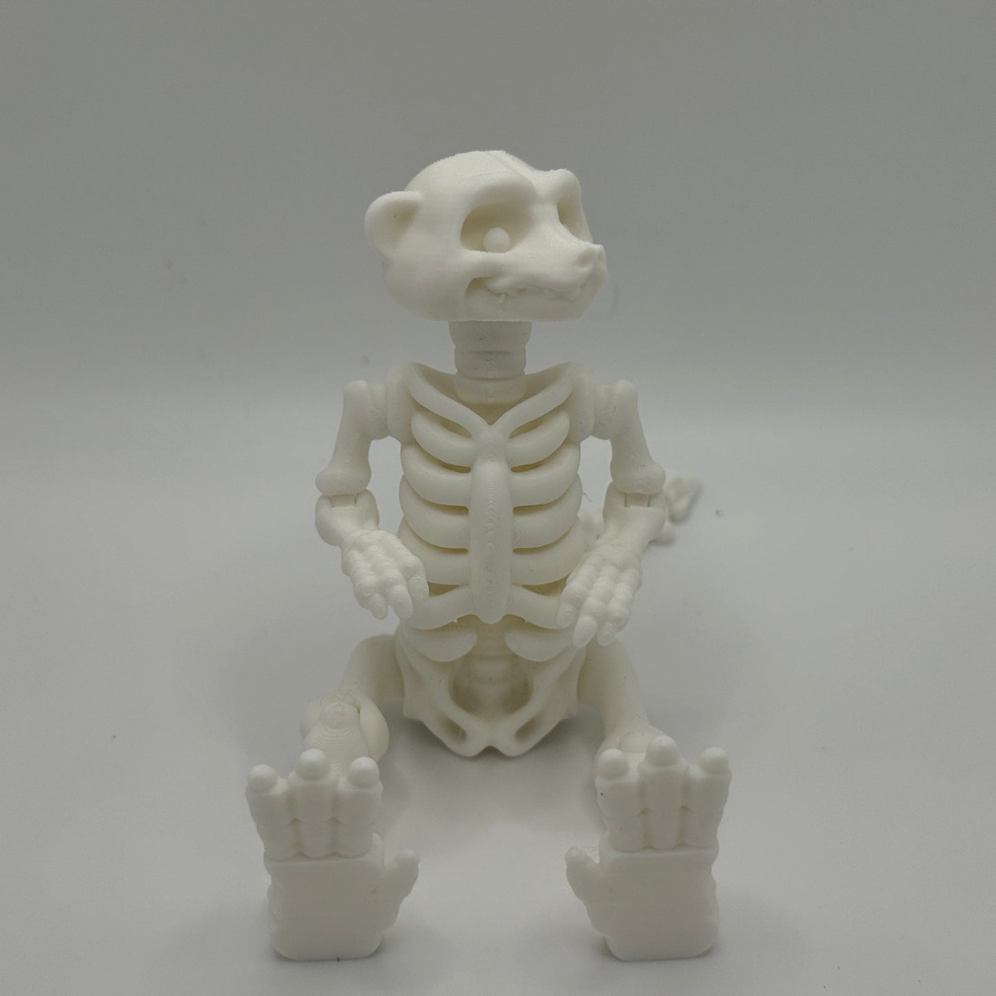 White skeleton model of a meerkat on a gray background