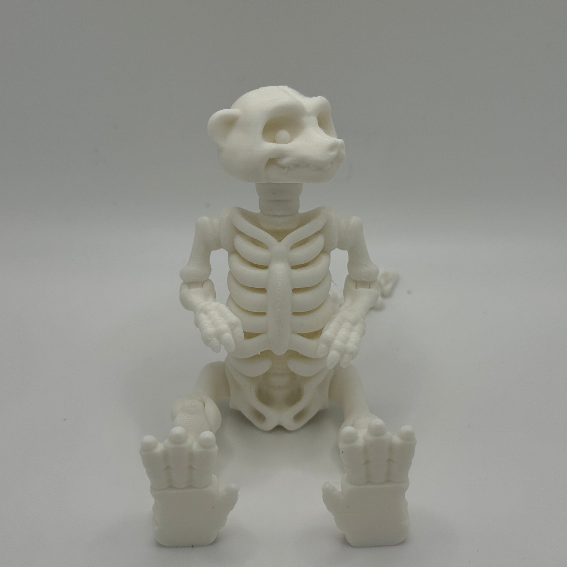 White skeleton model of a meerkat on a gray background