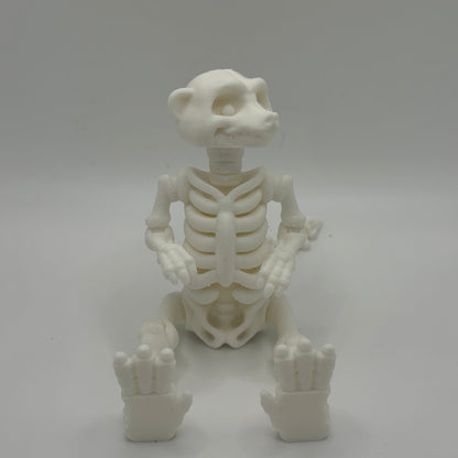 White skeleton model of a meerkat on a gray background